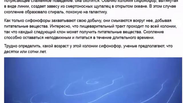 У побережья Западной Австралии найдено необычное скопление морских существ смотреть онлайн