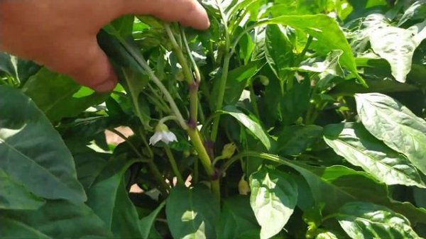 Перчик Алексий