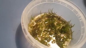 Самый простой способ выращивания аквариумного мха