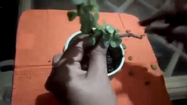 Jade plant/How to grow and care jade plant/lucky plants for home/जेडप्लाटंjadeplant grow formcuttin смотреть онлайн