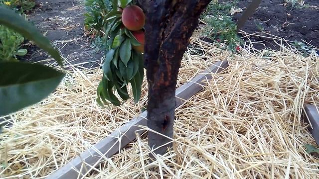 Персик 2016. Разлом ствола. смотреть онлайн