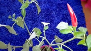 Тайский чили перец в домашних условиях