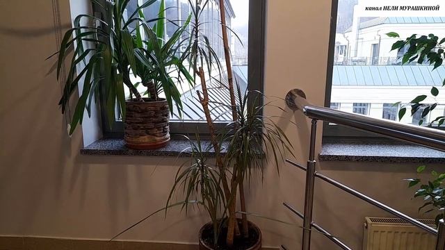 Как выглядит сейчас моя МНОГОСТРАДАЛЬНАЯ ДРАЦЕНА. смотреть онлайн