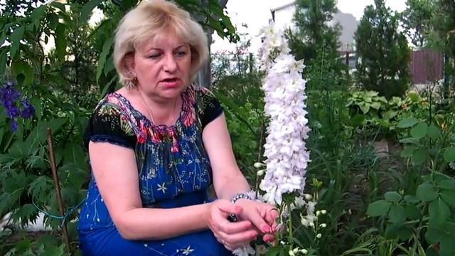 ДЕЛЬФИНИУМ НОВОЗЕЛАНДСКИЙ - ВЫРАЩИВАНИЕ И ЦВЕТЕНИЕ смотреть онлайн