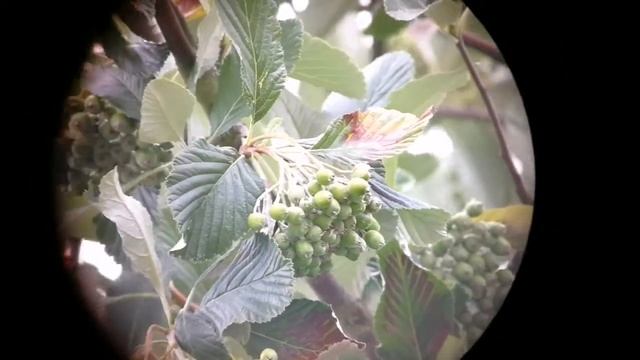 Amazing Baader Hyperion 8-24mm Mark IV Zoom Eyepiece/ Unboxing, Review, Use