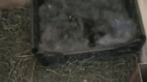 неделя кроликам, маточник из ящика