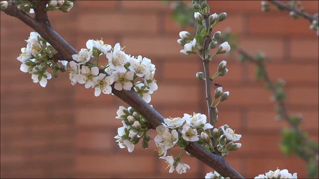 Пробуждение смотреть онлайн