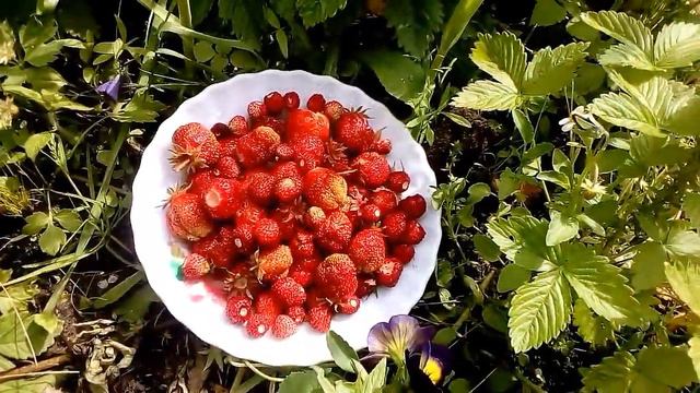 Клубника на 2 июля 2017 г.Первый урожай. смотреть онлайн