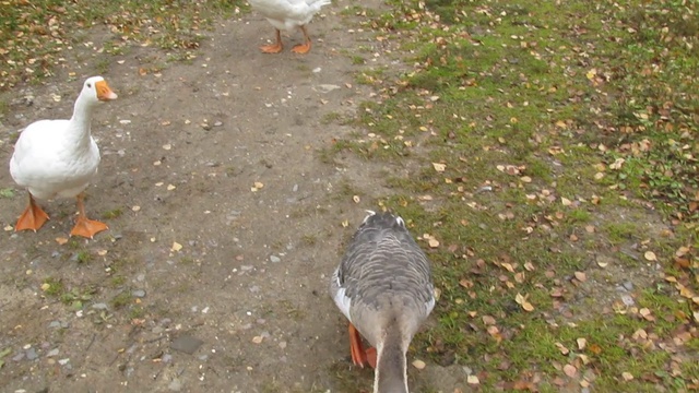 Гуси смотреть онлайн