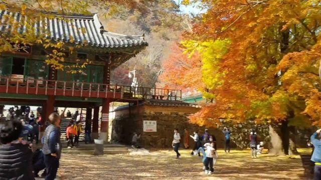 (5N)Любование Красным Клёном Южная Корея парк Нечансан смотреть онлайн