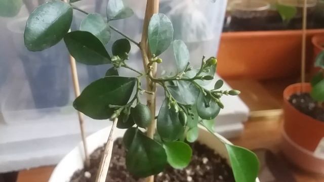 Ягоды мурайи после опыление. МУРАЙЯ.