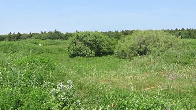 сахалин. луга. поющие птички. река. смотреть онлайн