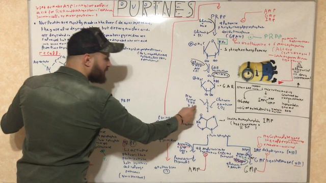 purine synthesis смотреть онлайн
