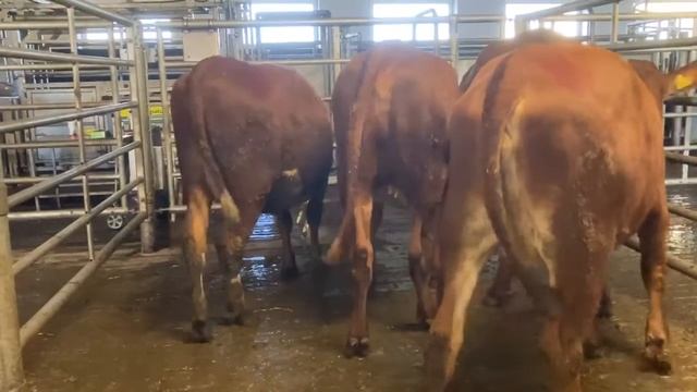 Красная Эстонская порода. смотреть онлайн