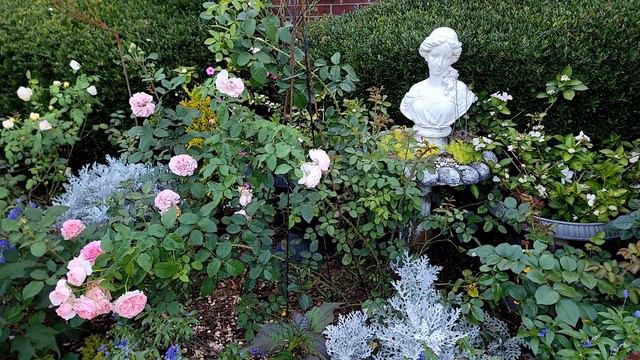David Austin Discontinued Rose - Radio Times | Strong Fragrance | Great For Pegging | Heat Tolerate