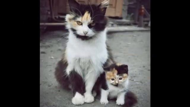 В мире животных смотреть онлайн