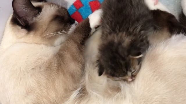 Приучаем приёмного котёнка к кошке. #16 смотреть онлайн