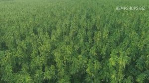 Производитель конопли в России, конопля -теперь можно купить, а вот и магазин конопли..mp4
