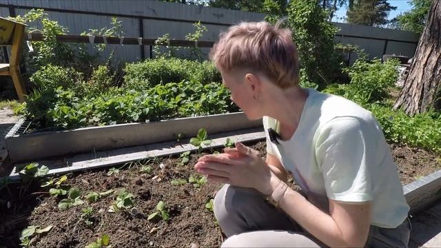 ДНЕВНИК РАССАДНИЦЫ.АЛИССУМ ОБРАБОТАЛА,КЛУБНИКУ ПОСАДИЛА.2022. смотреть онлайн