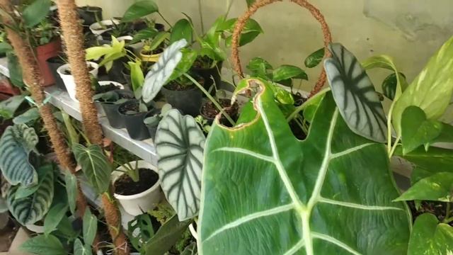Alokasia Prince Of Curup |alocasia Rare Alocasia Plant Care