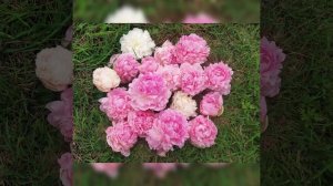 Пион Пинк гиант, розовый гигант (peony Pink Giant).