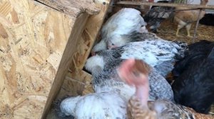 Когда вводить в рацион цыплят пшеницу и кукурузу