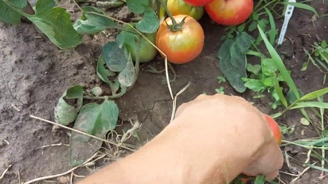 томат Летняя зорька смотреть онлайн