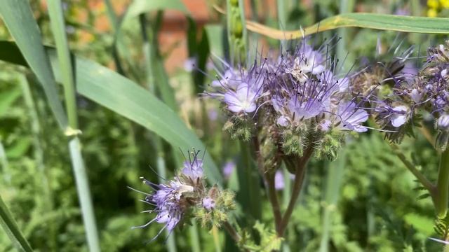 шмели и пчелы на фацелии смотреть онлайн