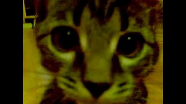Супер кот смотреть онлайн