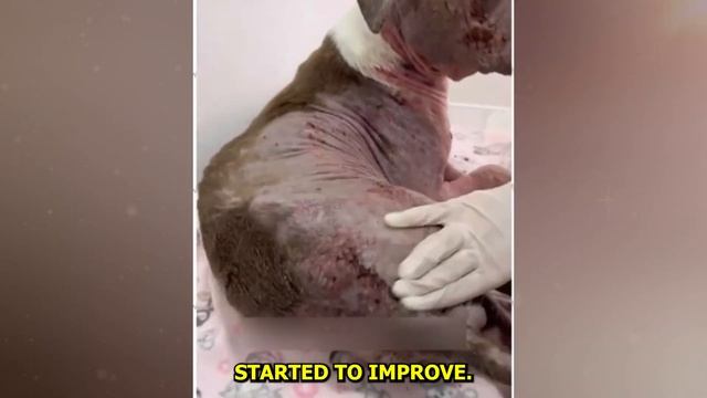 Neglected Dog is Rescued While Chained Along With Its Friend... смотреть онлайн