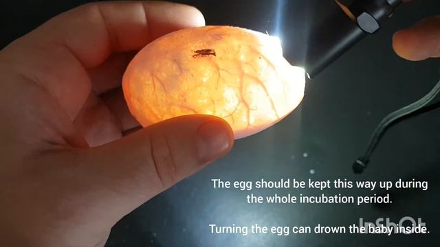 Ball Python Egg Candling - (quick guide) смотреть онлайн