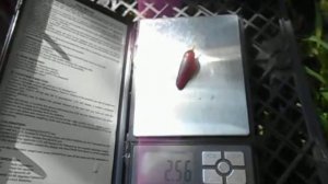 Виноград Хэллоуин - сигнальный урожай 2021 (без ГК)