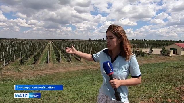 Иностранные компании поставляют саженцы черешни в Крым несмотря на санкции смотреть онлайн