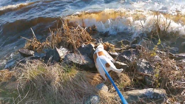 Стёпа. Холодный ветренный день. Прогулка с собакой на море. смотреть онлайн