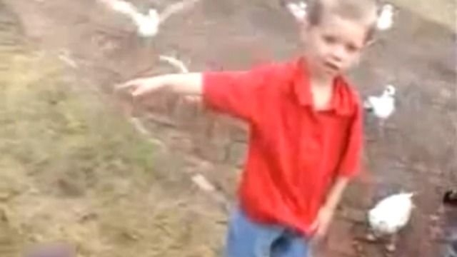 Бесстыжие чайки смотреть онлайн