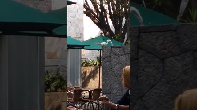 Мексиканская белка зашла в ресторан. смотреть онлайн