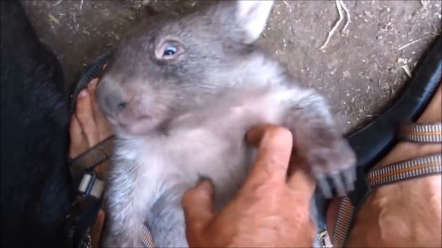 Furry Wombats Rolling Over - FUNNIEST Compilation смотреть онлайн