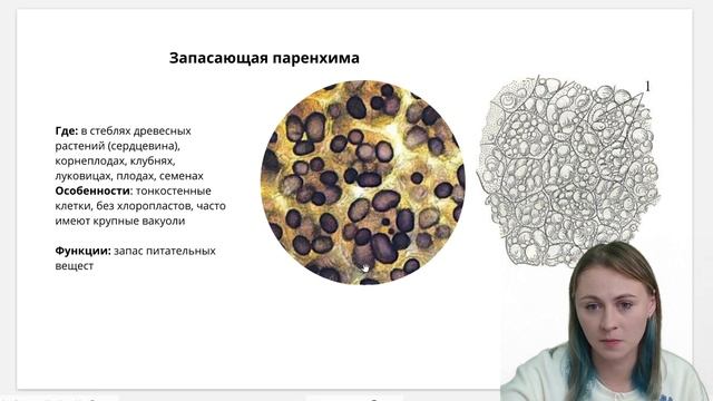 Основные ткани растений | Биология ЕГЭ смотреть онлайн