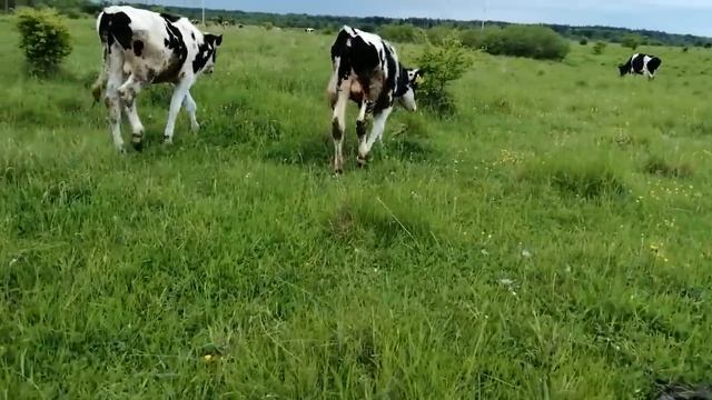 ОПРАВДАНА ЛИ ПОКУПКА ДОРОГОЙ ТЕХНИКИ В ХОЗЯЙСТВО?!КОГДА ВСЕ ОКУПИТСЯ?! смотреть онлайн