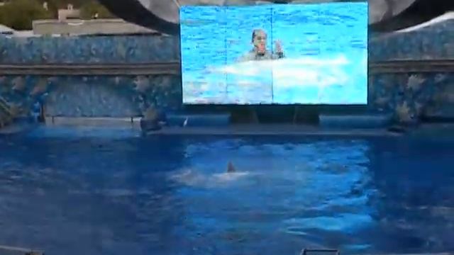 Sea World-Shamu Adventure-1 смотреть онлайн