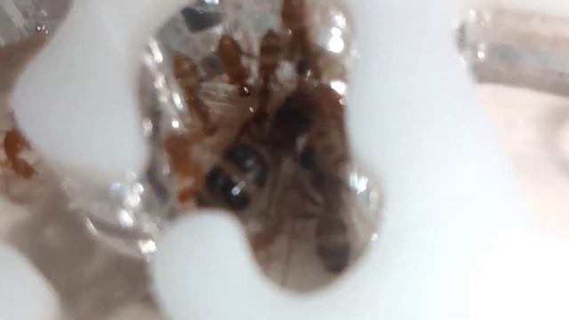 /Первое Видео/. Camponotus Pseudoiritans. Мои впечатления и обзор вида смотреть онлайн