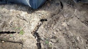 Норы на садовом участке.