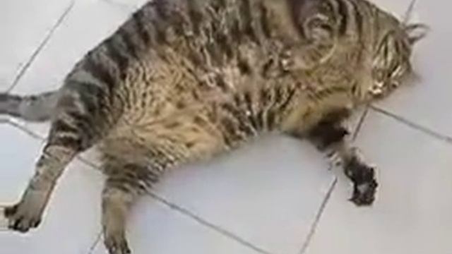 sad piano fat cat смотреть онлайн