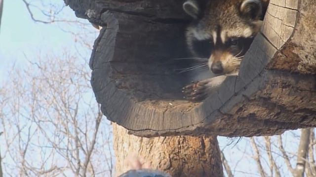 Лучшие видео | Милый енот смотреть онлайн
