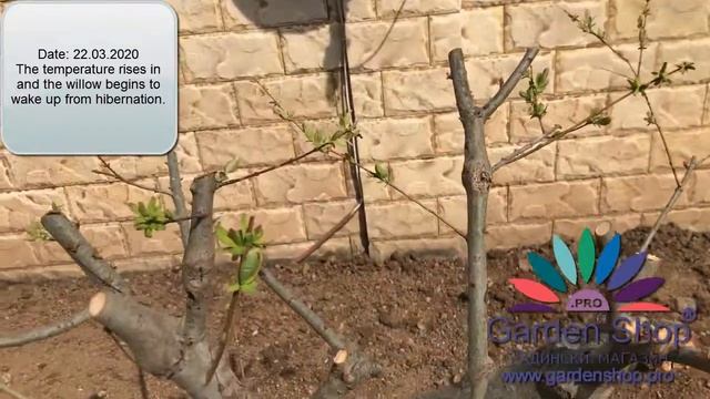 Как обрезать японскую иву - Саликс интегра Hakuro Nishiki смотреть онлайн