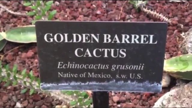 Golden Barrel Cactus (Echinocactus Grusonii) смотреть онлайн
