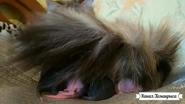 Кошка нежно заботится о крысятах Видео про домашних животных Канал про животных Домашние питомцы смотреть онлайн
