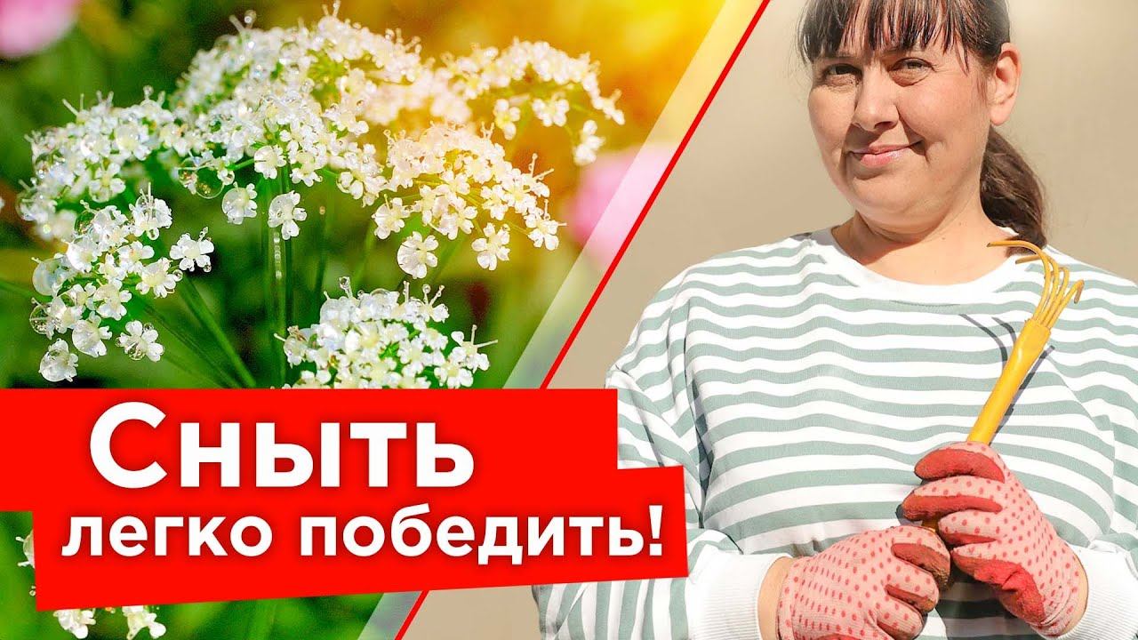 СНЫТЬ ИСЧЕЗНЕТ С УЧАСТКА! Как бороться со снытью и что делать если никак не удается ее победить?