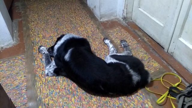 Осе снится хороший сон - погоня и охота