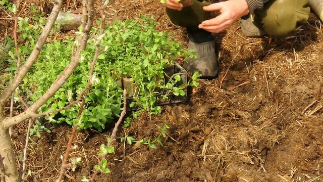 Мята высадка рассады. Посев семенами мяты. смотреть онлайн